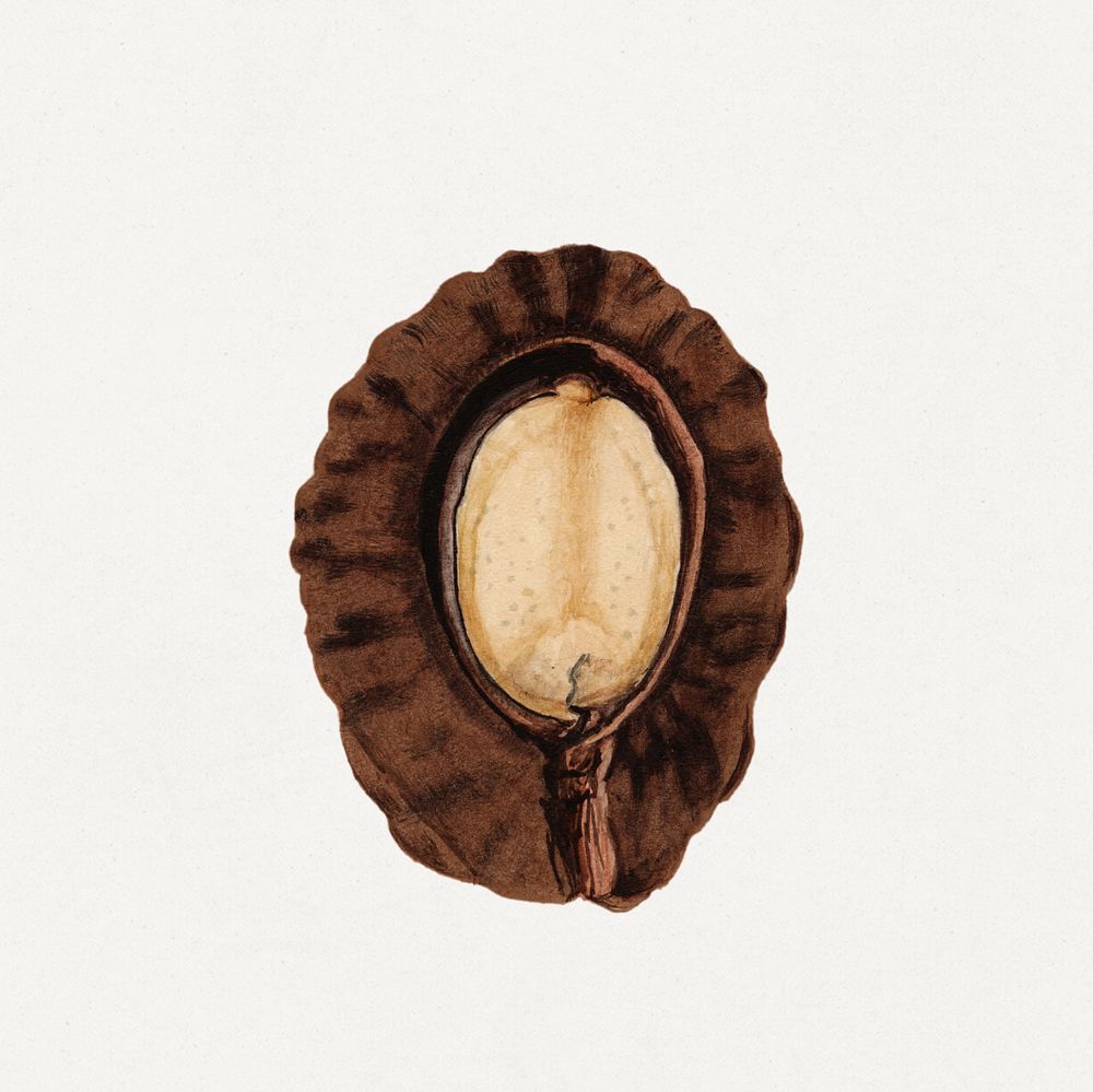 Vintage halved pekea nuts illustration. Digitally enhanced illustration from U.S. Department of Agriculture Pomological…