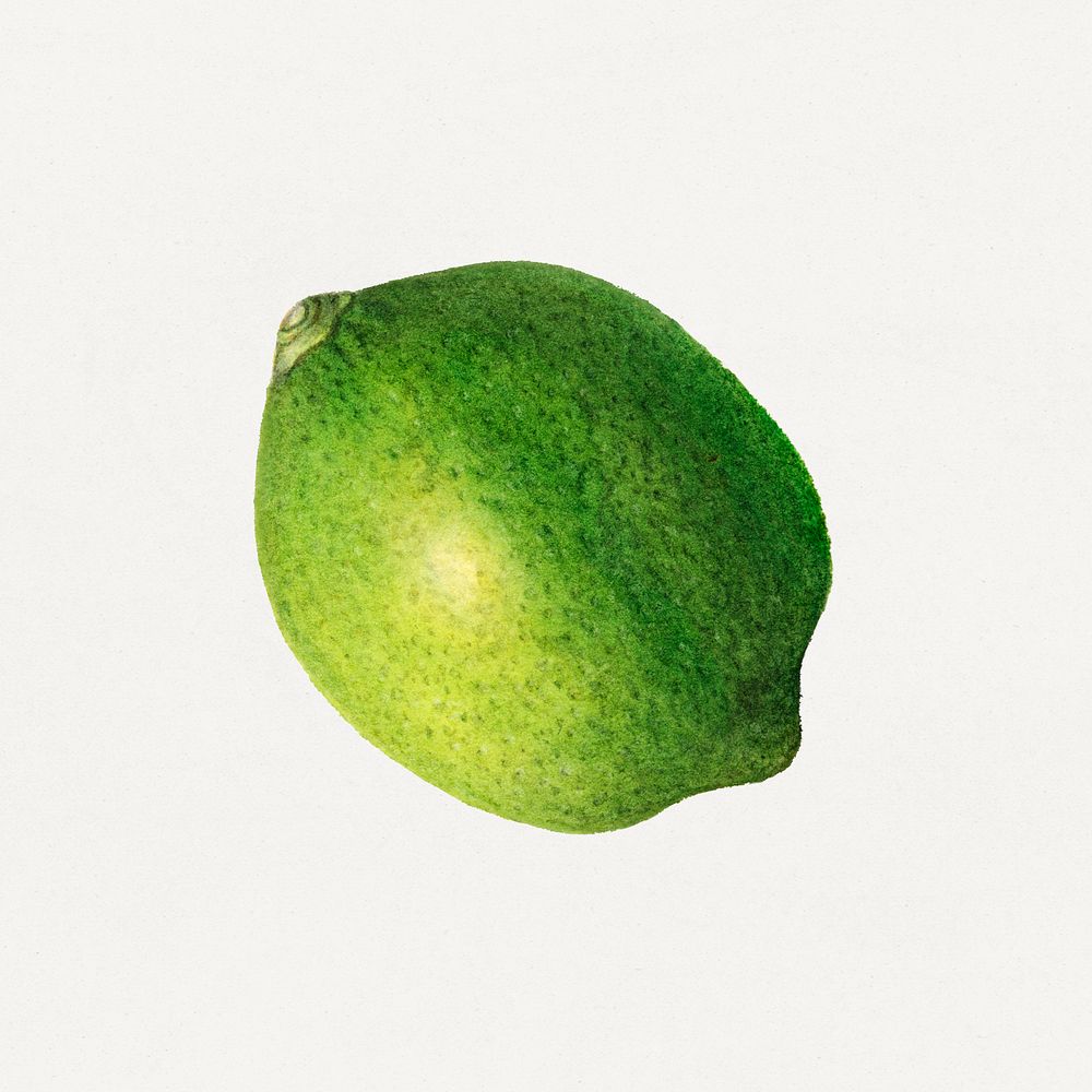 Vintage green lemon illustration mockup. Digitally enhanced illustration from U.S. Department of Agriculture Pomological…