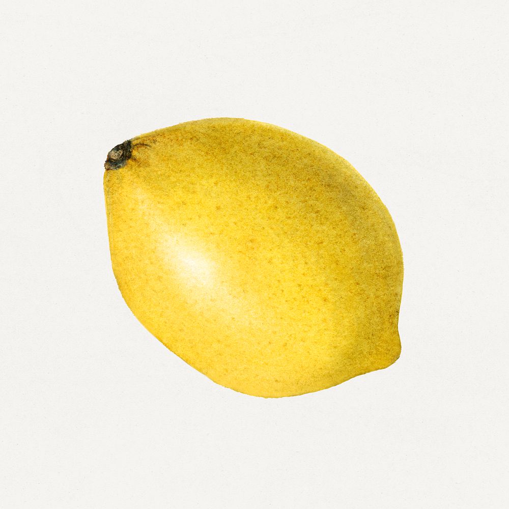 Vintage ripe lemon illustration mockup. Digitally enhanced illustration from U.S. Department of Agriculture Pomological…