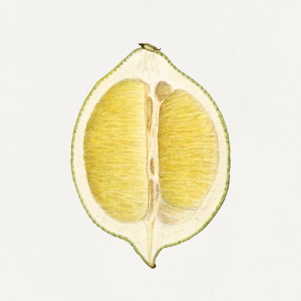 Vintage lime illustration mockup. Digitally enhanced illustration from U.S. Department of Agriculture Pomological Watercolor…