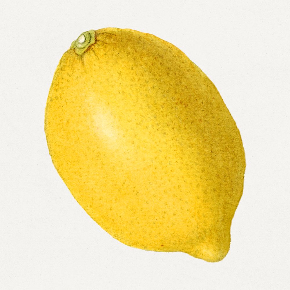 Vintage lemon illustration. Digitally enhanced illustration from U.S. Department of Agriculture Pomological Watercolor…