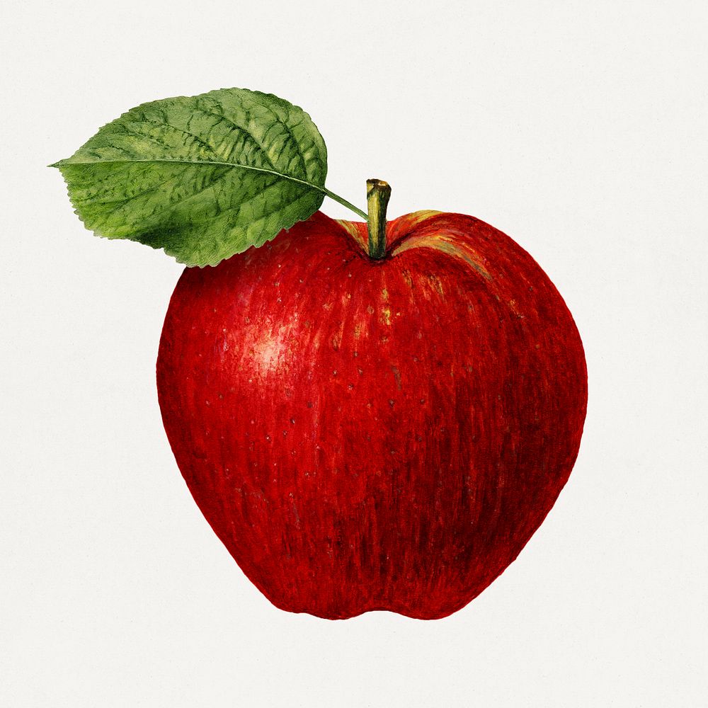 Vintage apple illustration. Digitally enhanced illustration from U.S. Department of Agriculture Pomological Watercolor…