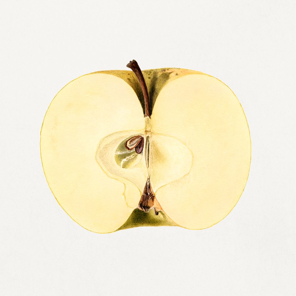 Vintage green apple illustration . Digitally enhanced illustration from U.S. Department of Agriculture Pomological…