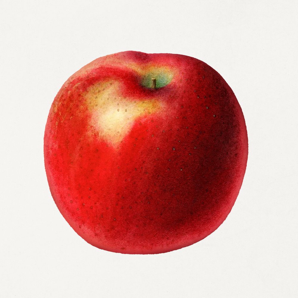 Vintage apple illustration mockup. Digitally enhanced illustration from U.S. Department of Agriculture Pomological…