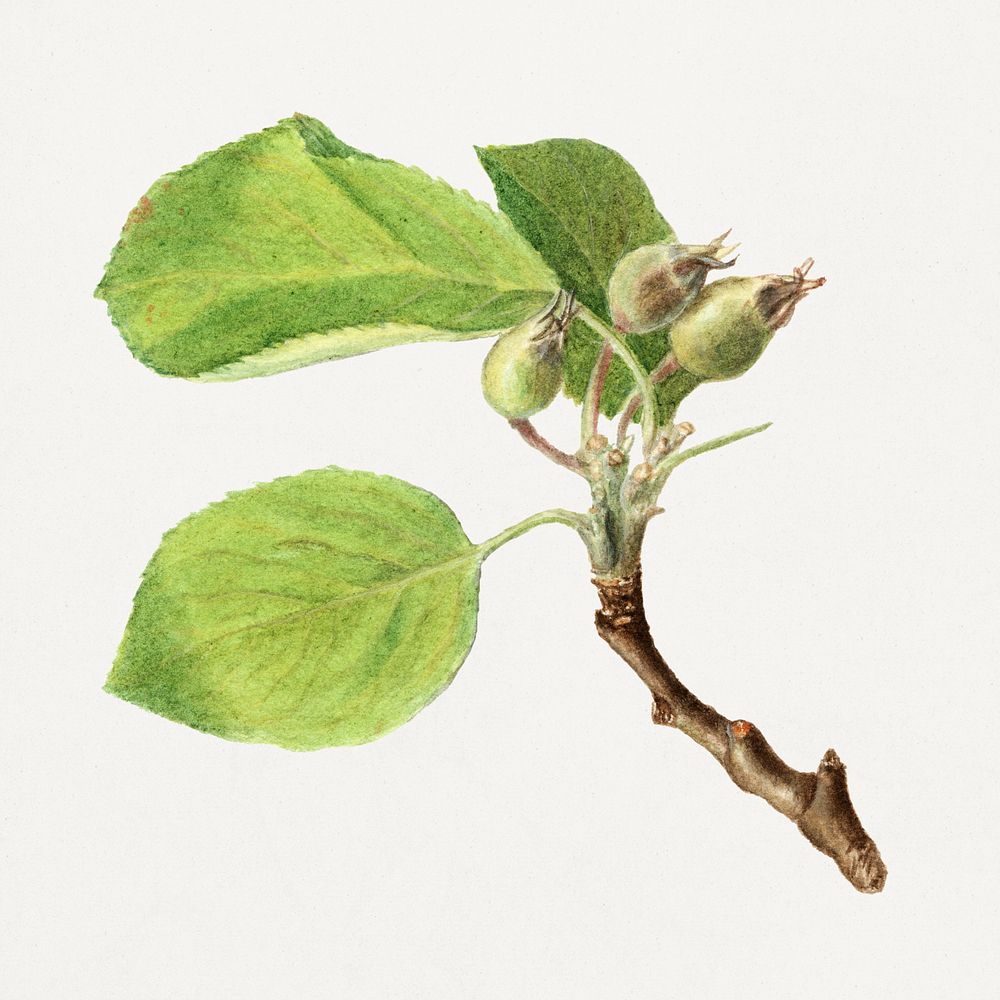 Vintage seeding apple illustration. Digitally enhanced illustration from U.S. Department of Agriculture Pomological…