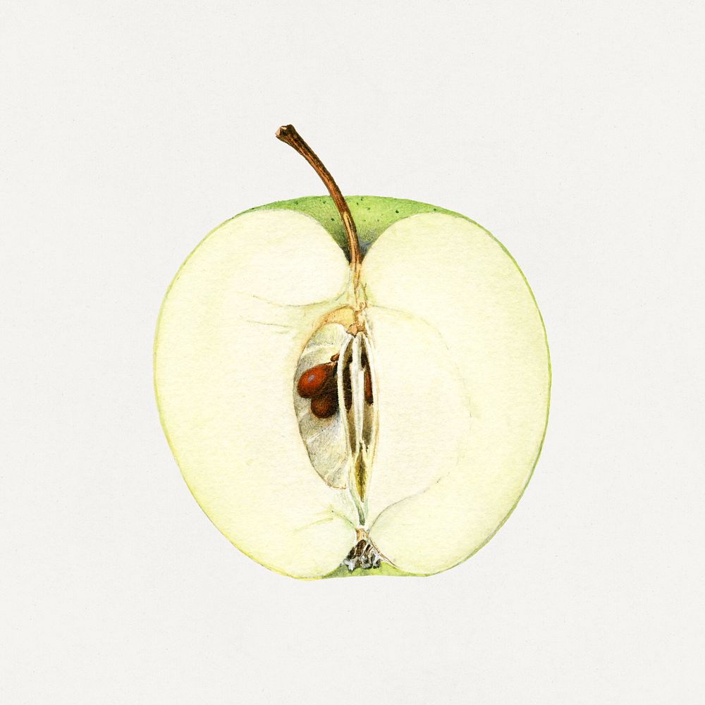 Vintage apple illustration. Digitally enhanced illustration from U.S. Department of Agriculture Pomological Watercolor…