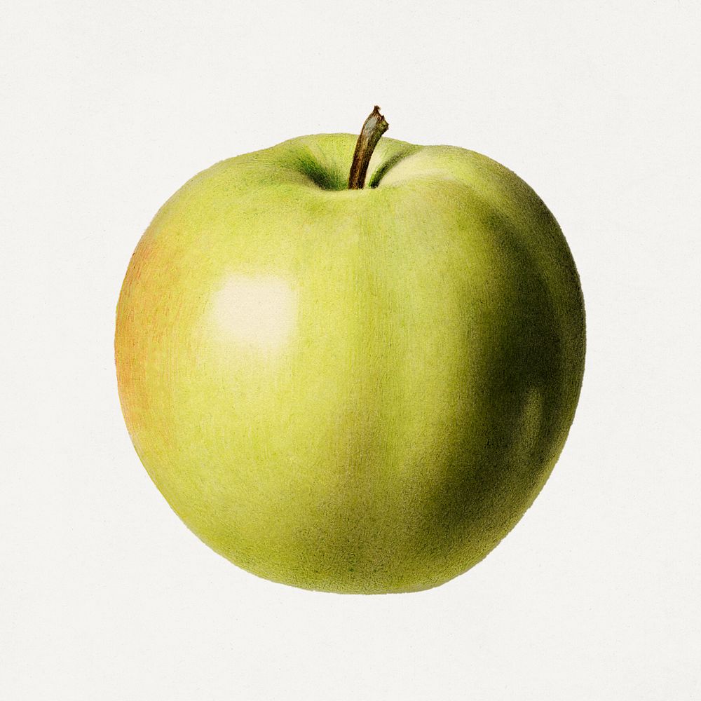 Vintage apple illustration. Digitally enhanced illustration from U.S. Department of Agriculture Pomological Watercolor…