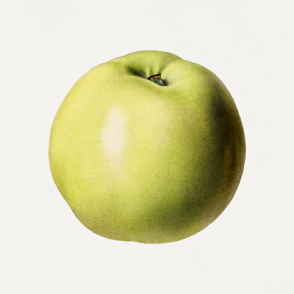 Vintage green apple illustration. Digitally enhanced illustration from U.S. Department of Agriculture Pomological Watercolor…