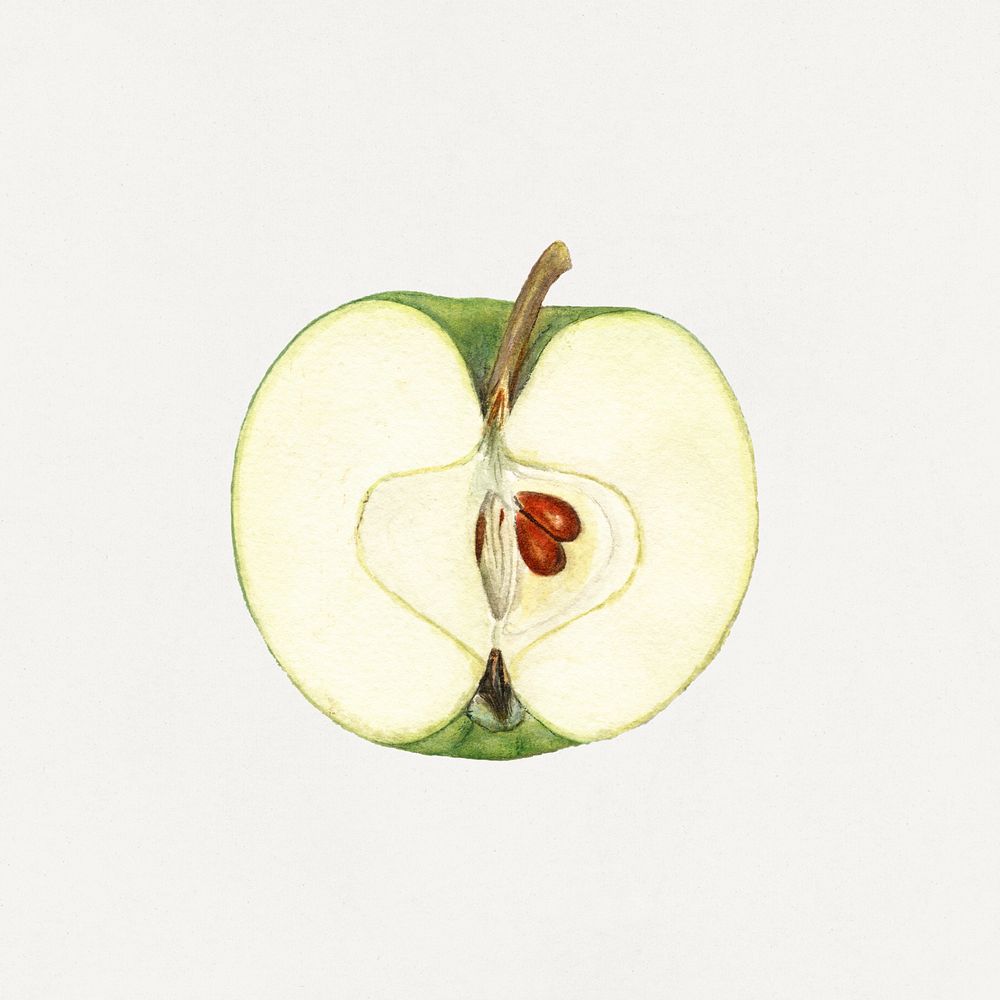 Vintage halved green apple illustration. Digitally enhanced illustration from U.S. Department of Agriculture Pomological…