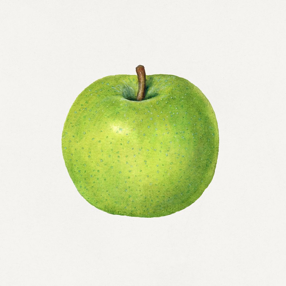 Vintage green apple illustration mockup. Digitally enhanced illustration from U.S. Department of Agriculture Pomological…