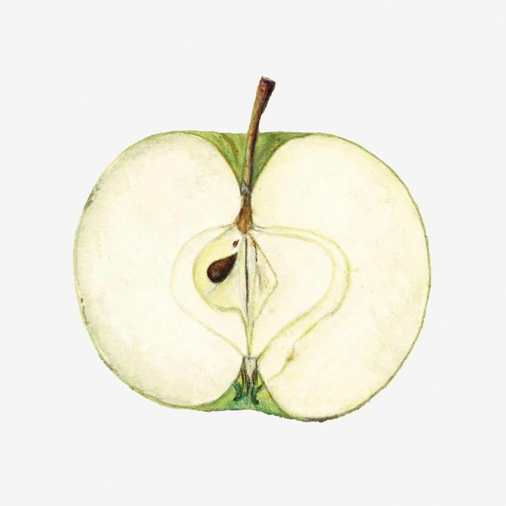 Vintage green apple illustration. Digitally enhanced illustration from U.S. Department of Agriculture Pomological Watercolor…