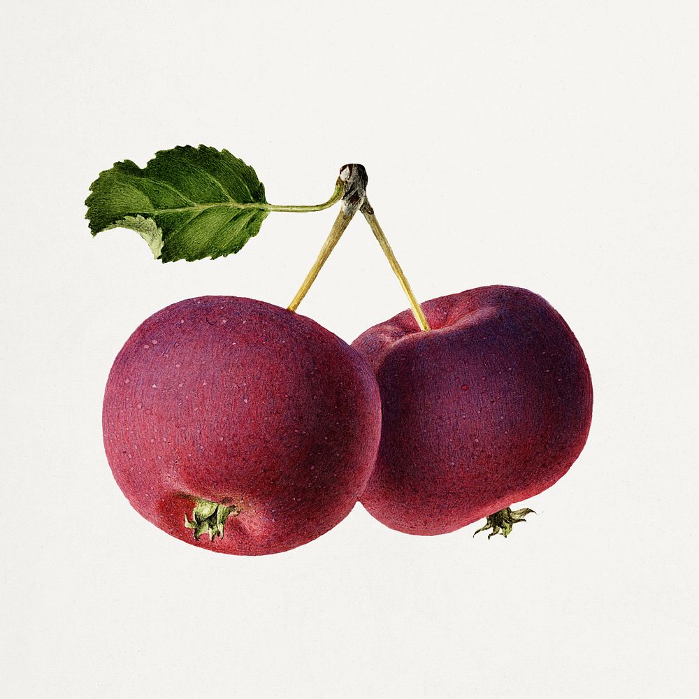 Vintage apple on a twig illustration. Digitally enhanced illustration from U.S. Department of Agriculture Pomological…