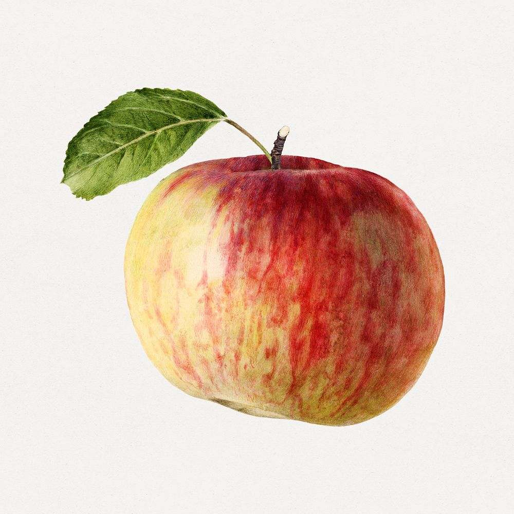 Vintage apple illustration mockup. Digitally enhanced illustration from U.S. Department of Agriculture Pomological…