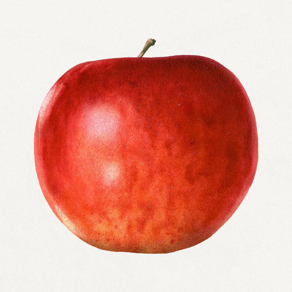Vintage red apple illustration mockup. Digitally enhanced illustration from U.S. Department of Agriculture Pomological…