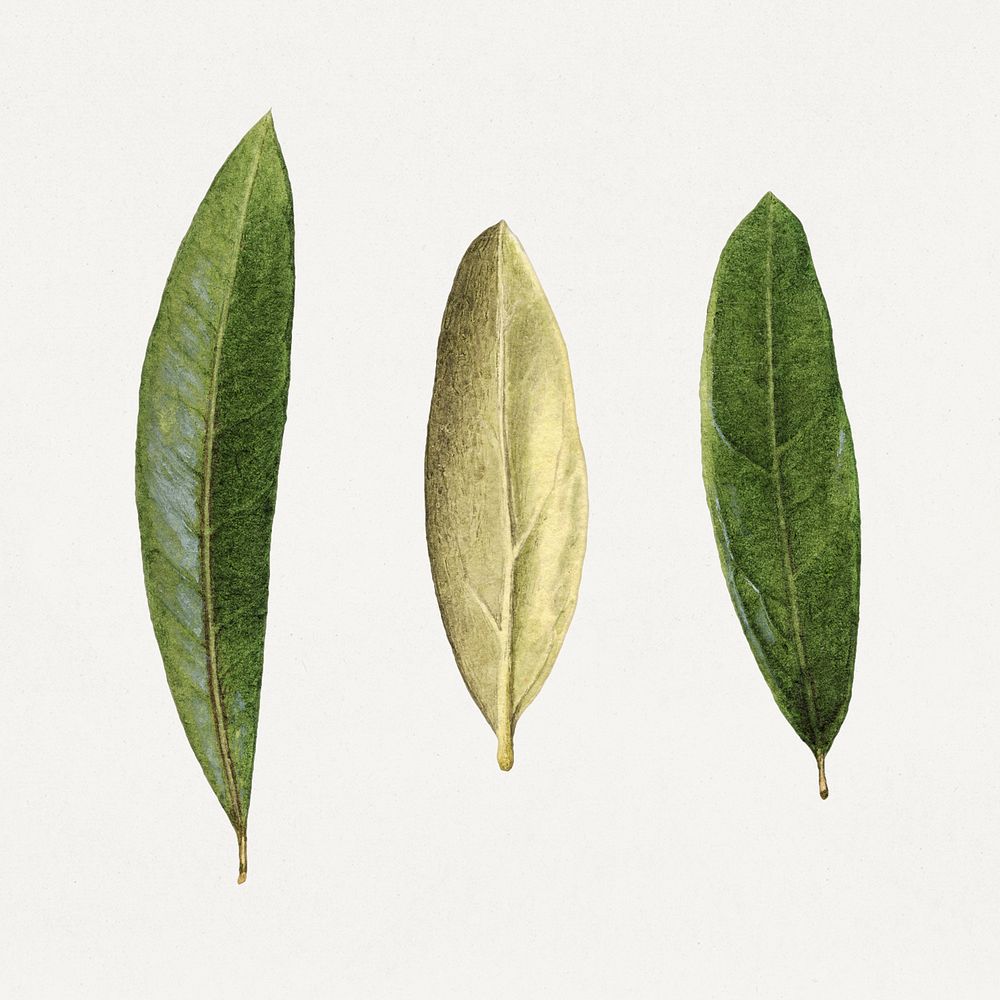 Vintage olive leaves illustration mockup. Digitally enhanced illustration from U.S. Department of Agriculture Pomological…