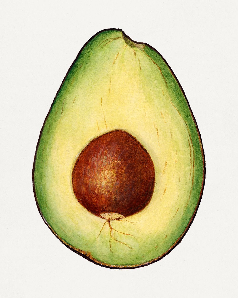 Vintage avocado illustration mockup. Digitally enhanced illustration from U.S. Department of Agriculture Pomological…
