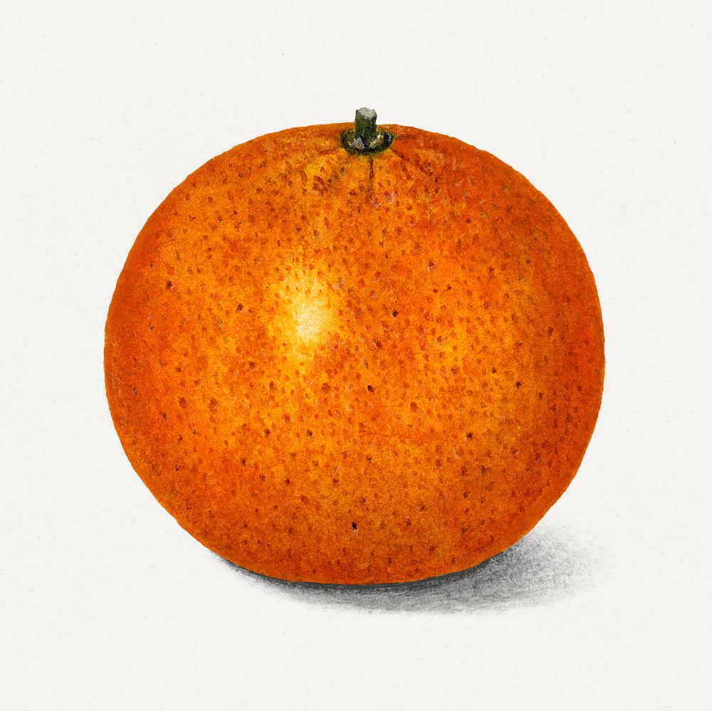 Whole orange tangerine illustration. Digitally enhanced illustration from U.S. Department of Agriculture Pomological…
