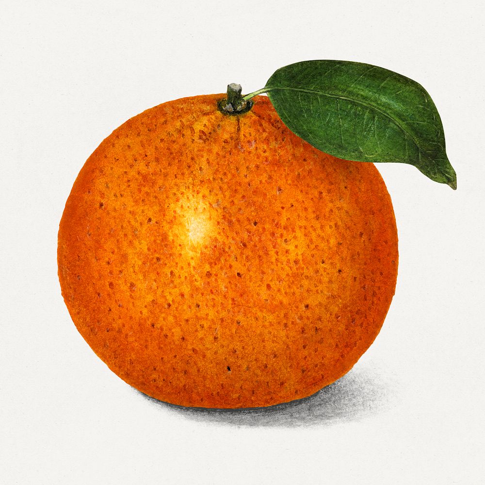 Vintage orange illustration mockup. Digitally enhanced illustration from U.S. Department of Agriculture Pomological…