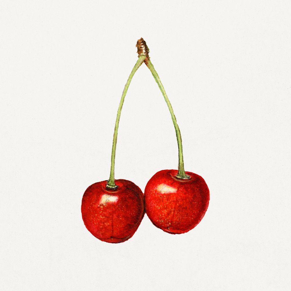 Delicious red cherries illustration. Digitally enhanced illustration from U.S. Department of Agriculture Pomological…