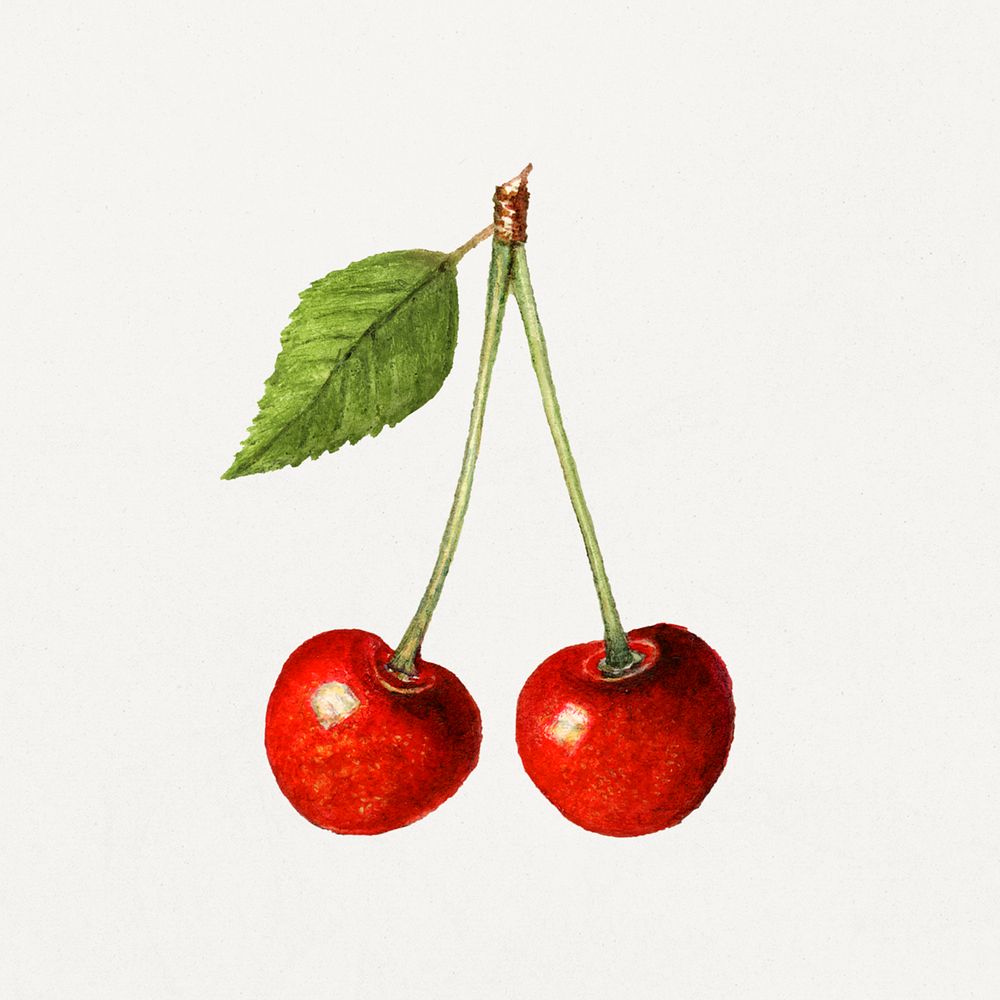 Vintage cherries illustration mockup. Digitally enhanced illustration from U.S. Department of Agriculture Pomological…