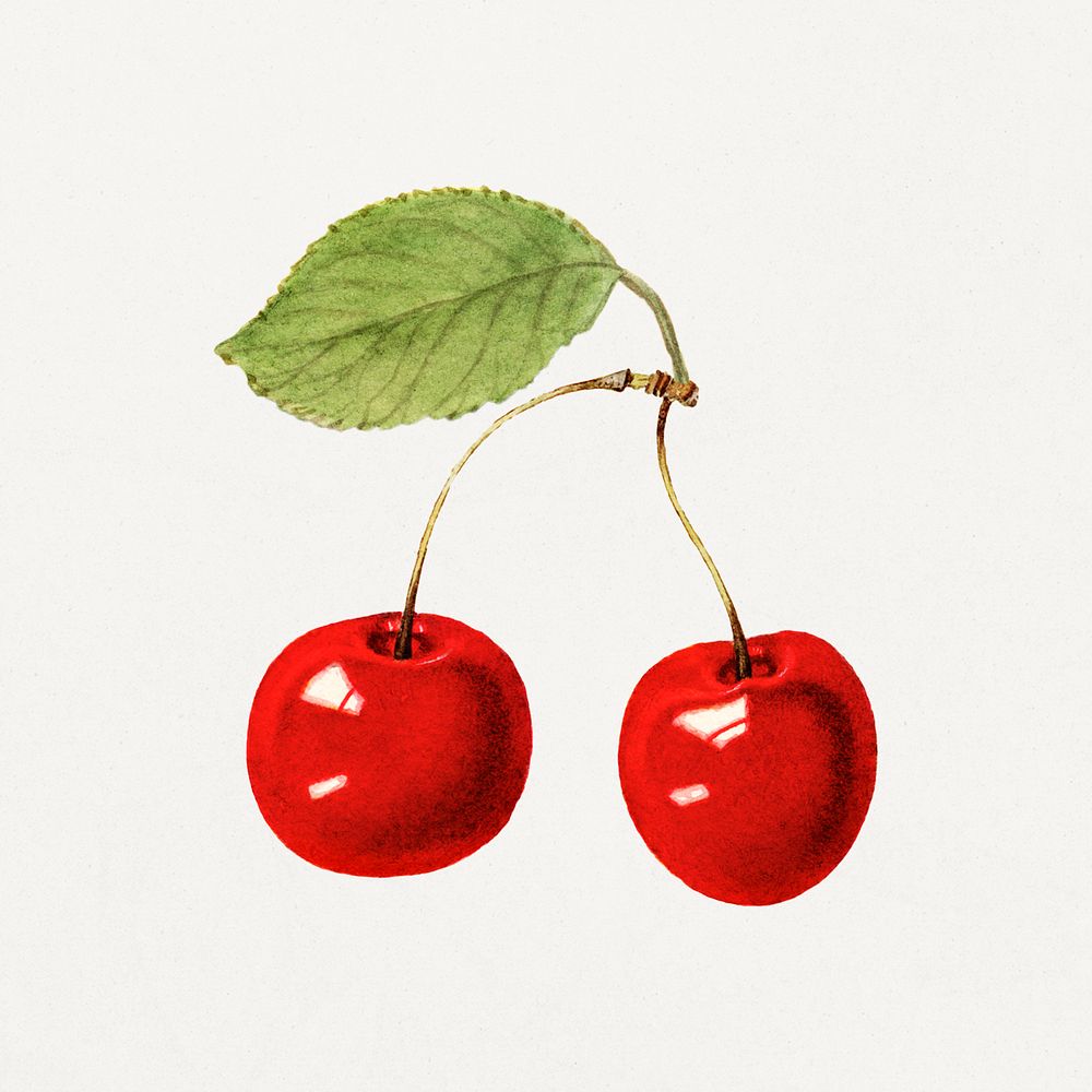 Vintage red cherries illustration mockup. Digitally enhanced illustration from U.S. Department of Agriculture Pomological…