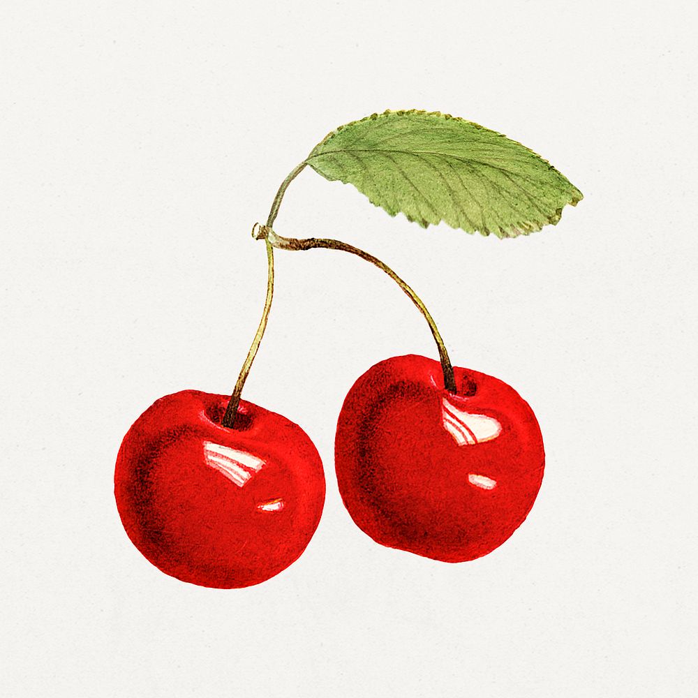 Delicious red cherries illustration. Digitally enhanced illustration from U.S. Department of Agriculture Pomological…