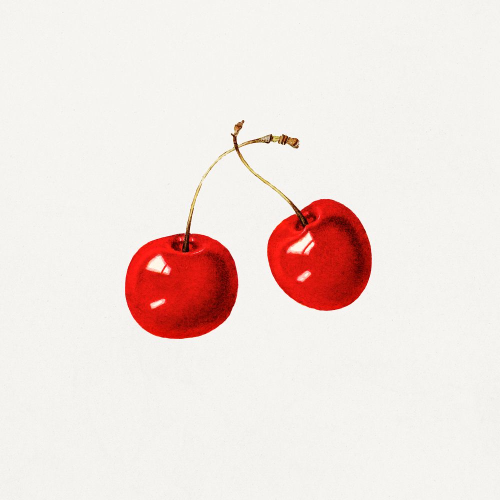 Vintage red cherries illustration. Digitally enhanced illustration from U.S. Department of Agriculture Pomological…