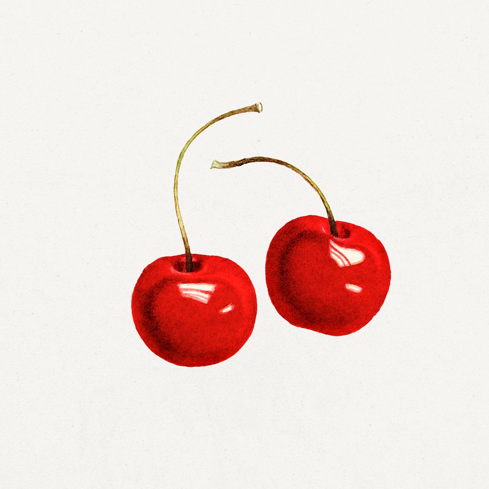 Vintage red cherries illustration. Digitally enhanced illustration from U.S. Department of Agriculture Pomological…