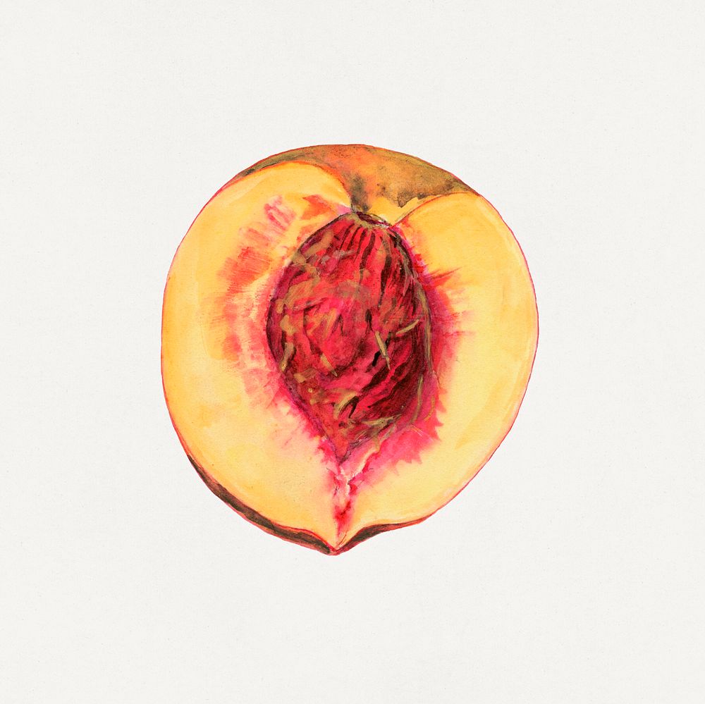 Vintage peache illustration mockup. Digitally enhanced illustration from U.S. Department of Agriculture Pomological…