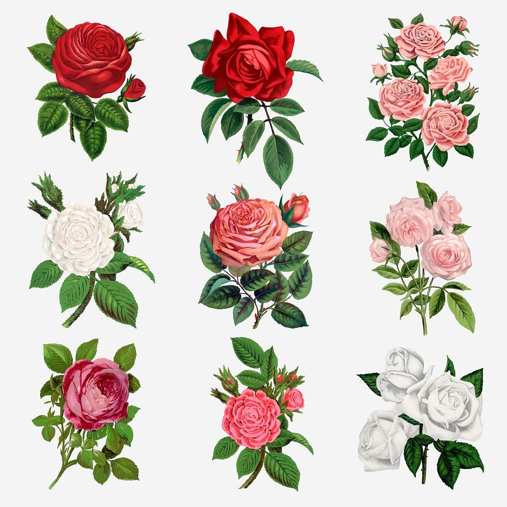 Garden rose clipart, vintage illustration set vector