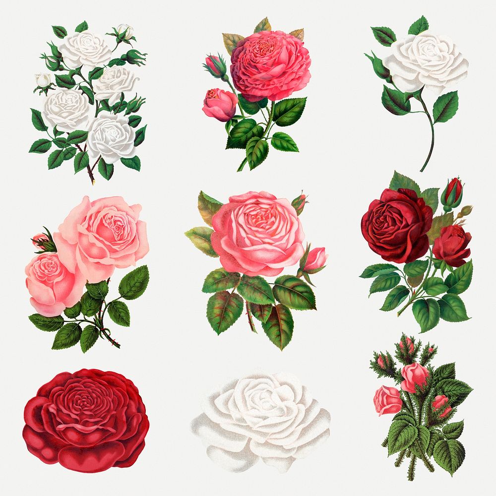 Garden rose sticker, vintage illustration set psd