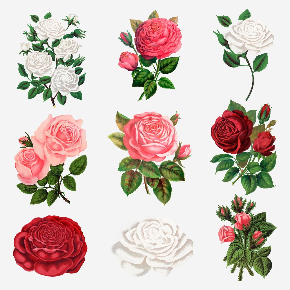 Garden rose clipart, vintage illustration set vector