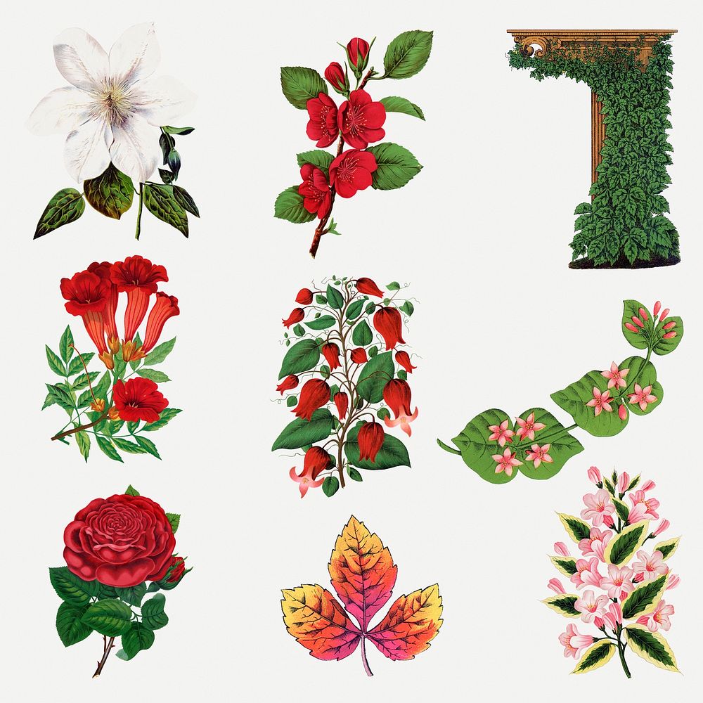 Vintage botanical sticker, flower & leaf illustrations set psd