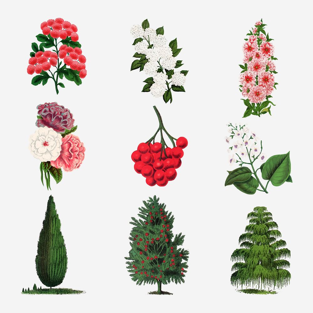 Vintage botanical sticker, flower & tree illustrations set vector
