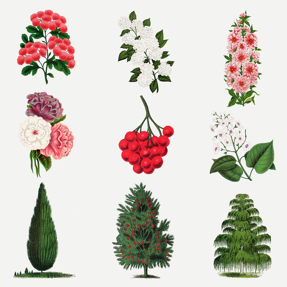 Vintage botanical sticker, flower & tree illustrations set psd