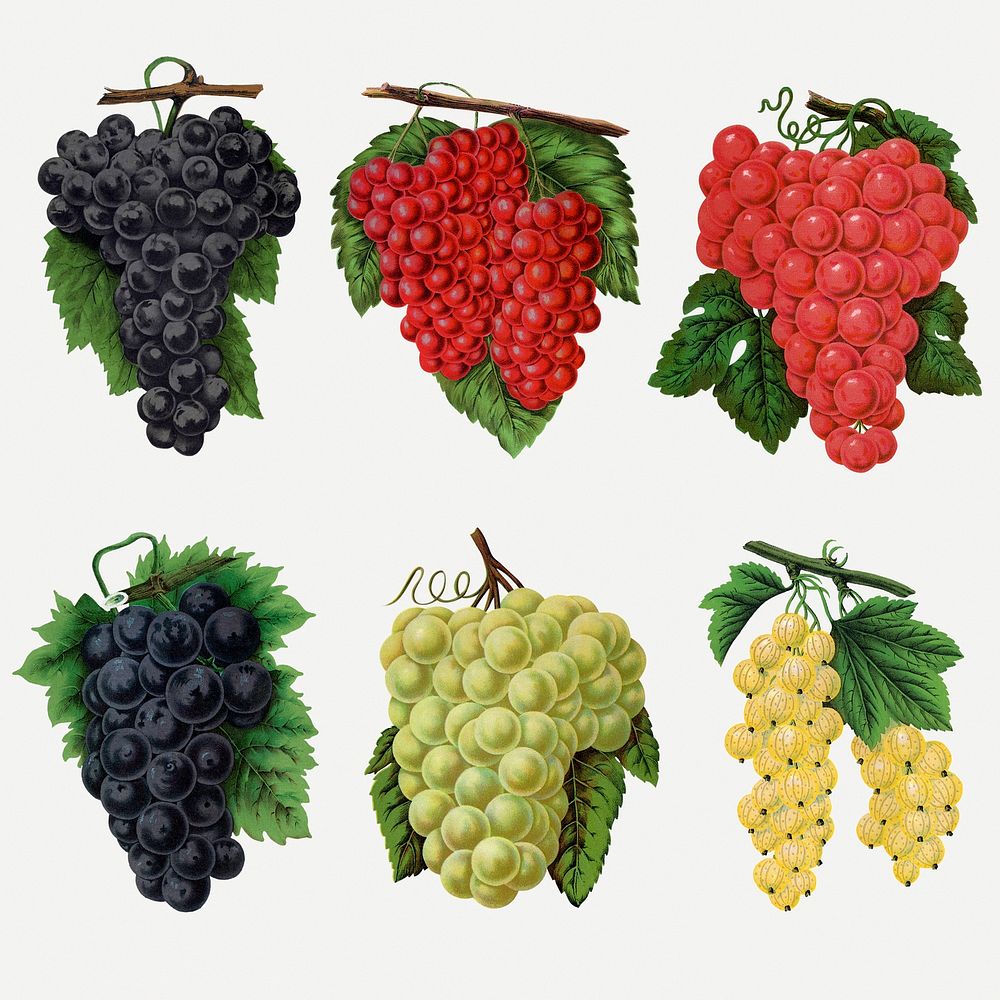 Grape illustration, fruit clipart set psd