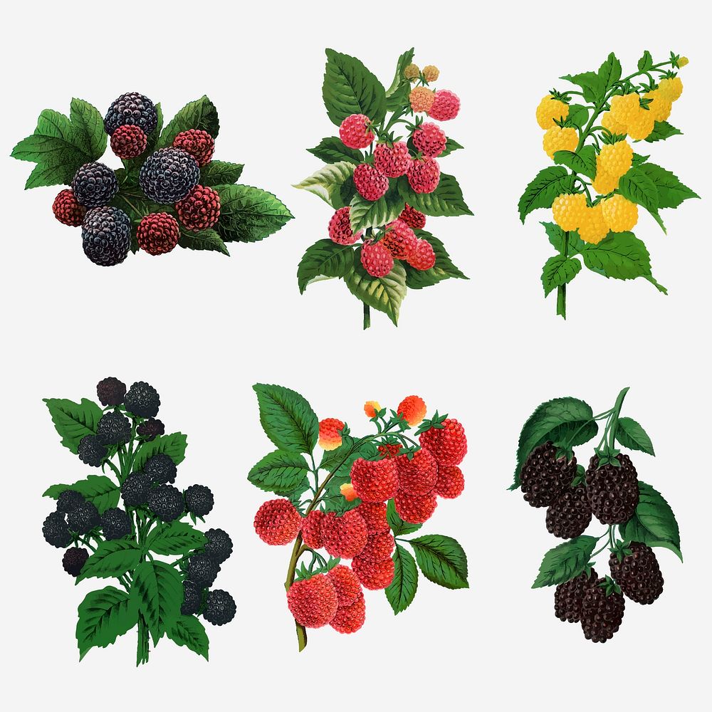 Raspberry sticker, mixed fruit illustrations set vector