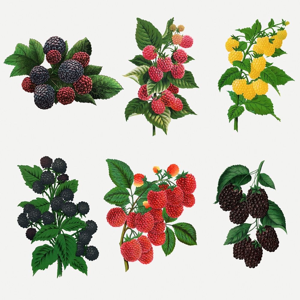 Raspberry variety sticker, mixed fruit illustrations set psd