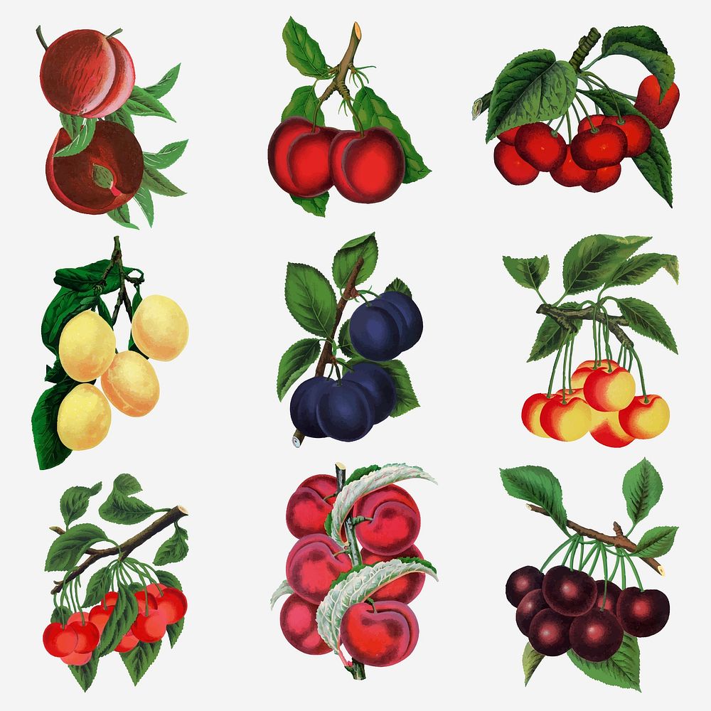 Cherry & plum sticker, mixed fruit illustrations set vector