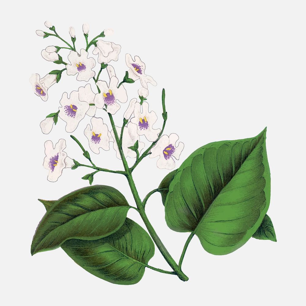 Catalpa flower illustration, vintage floral vector