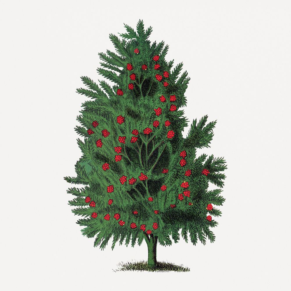 Berry tree clipart, vintage botanical illustration psd