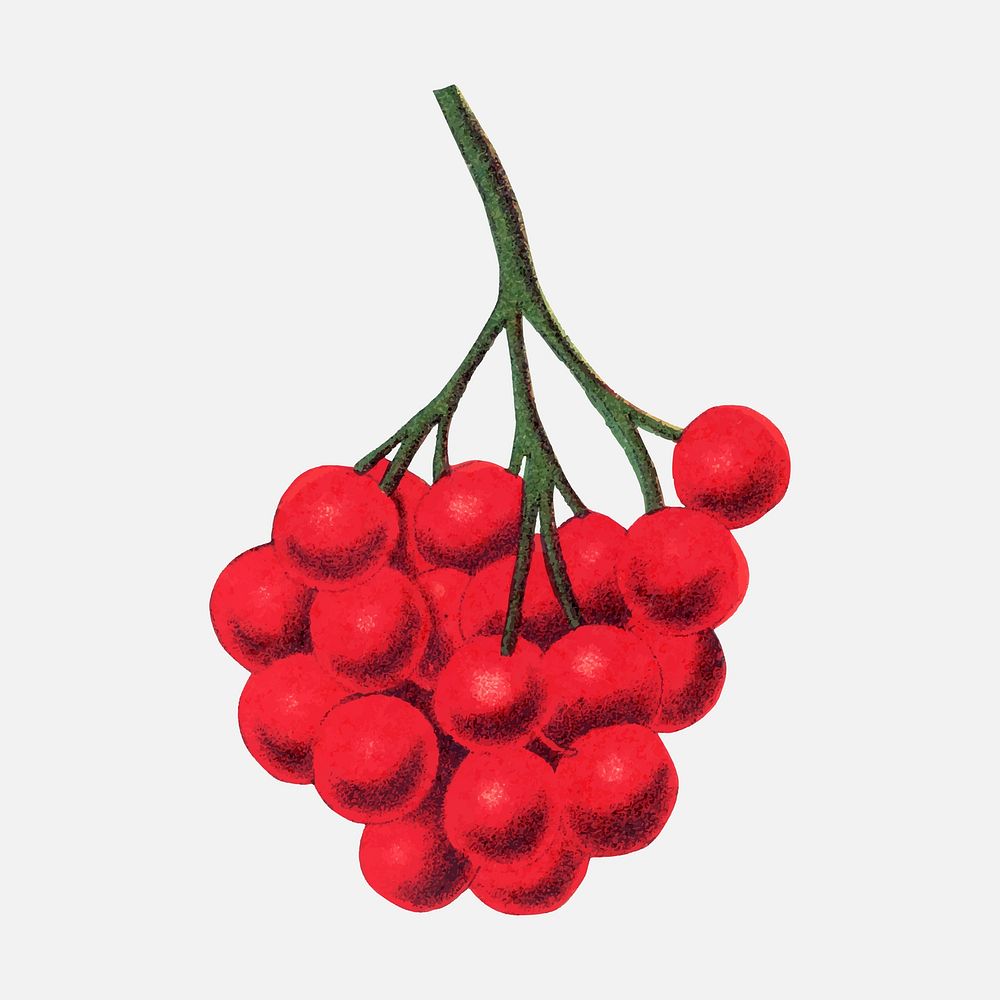 Red berries illustration vintage botanical vector