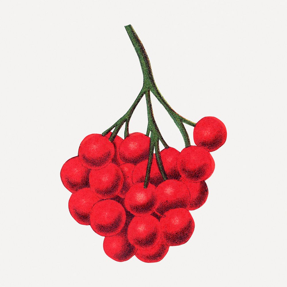 Red berries clipart, vintage botanical illustration psd