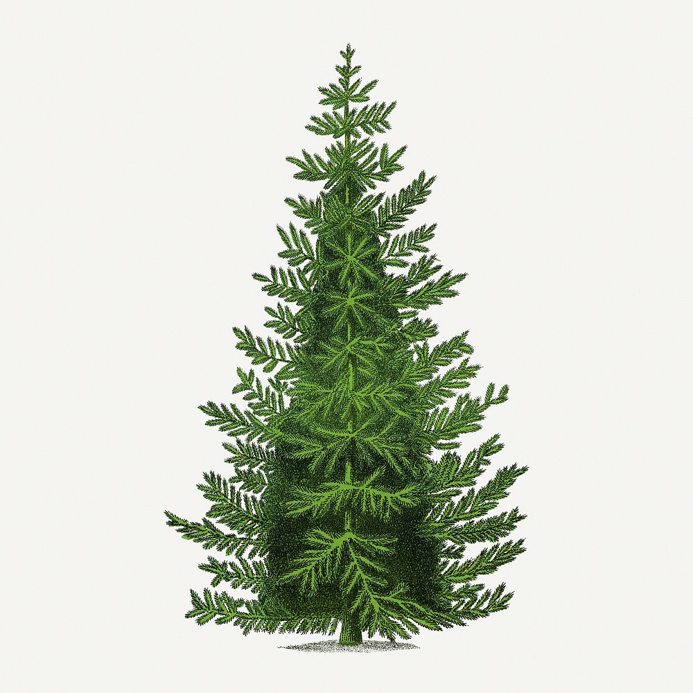 Norway Spruce tree illustration, vintage botanical lithograph