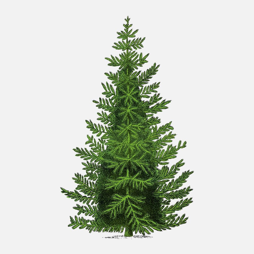 Spruce tree illustration vintage botanical vector