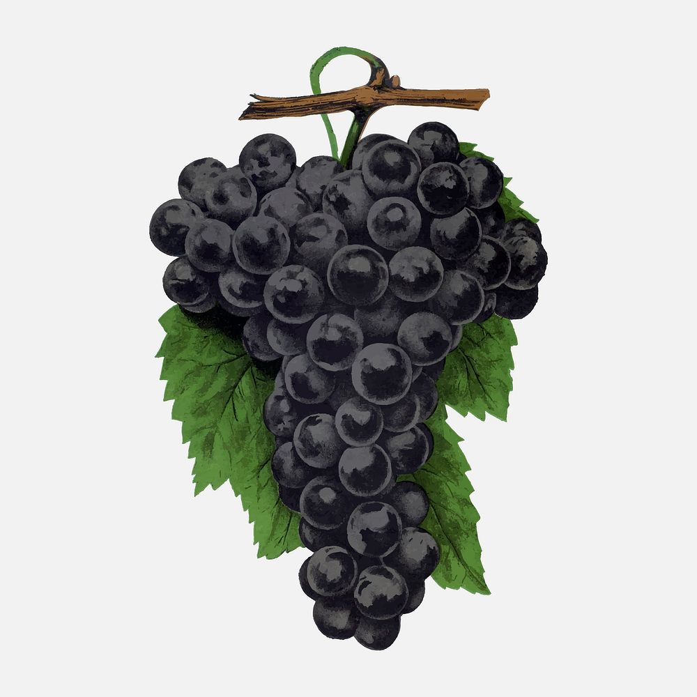 Black grape illustration vintage botanical vector