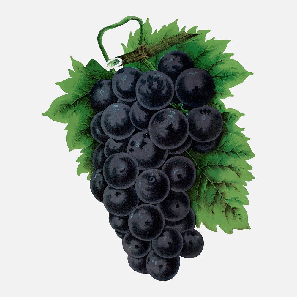 Black grape illustration vintage botanical vector