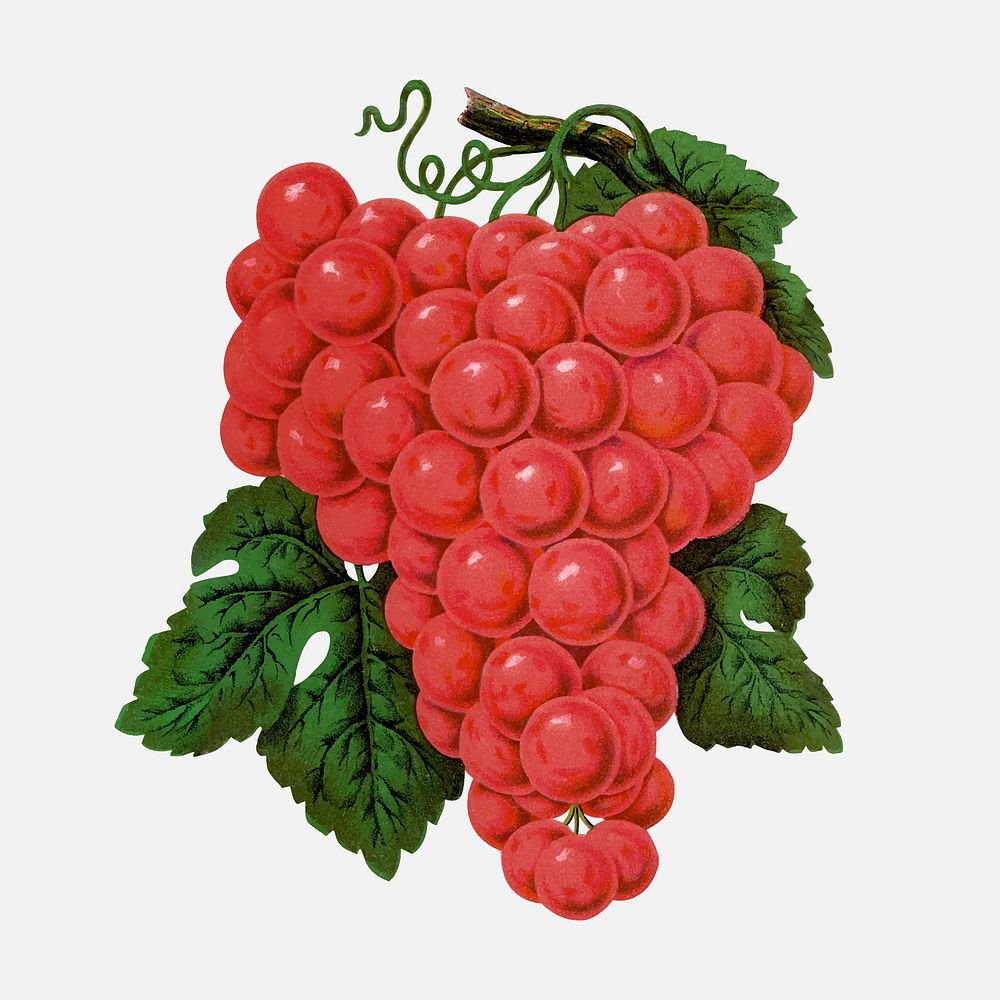 Red grape illustration vintage botanical vector