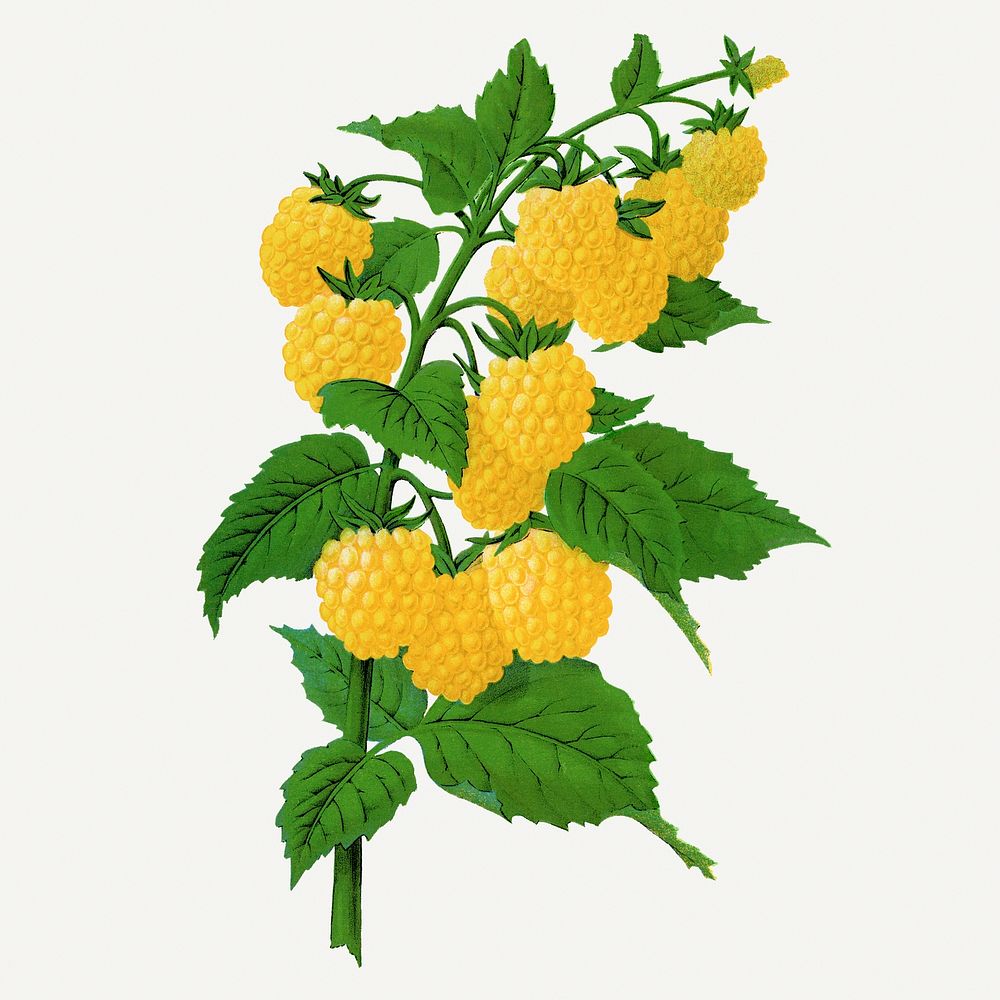 Golden queen raspberry illustration, vintage botanical lithograph