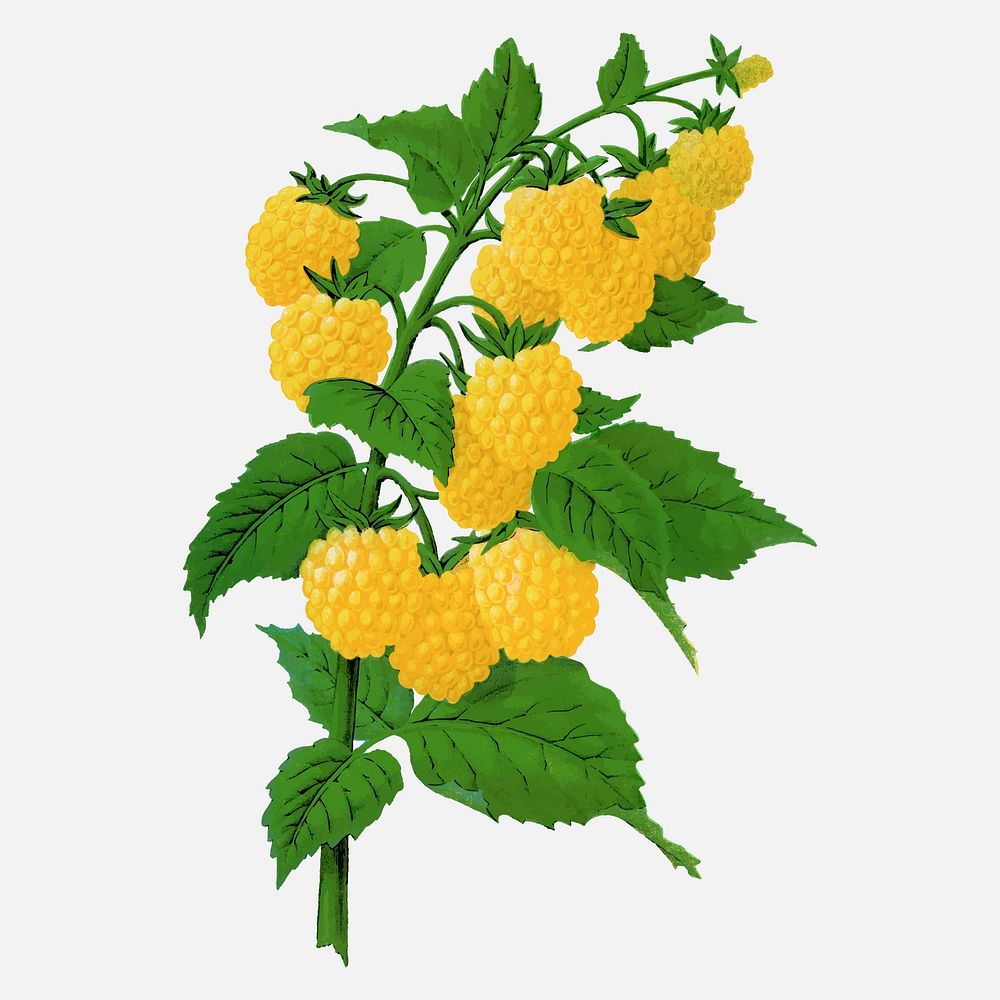 Yellow raspberry illustration vintage botanical vector